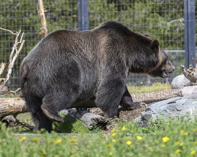 Grizzly and Wolf Discovery Center