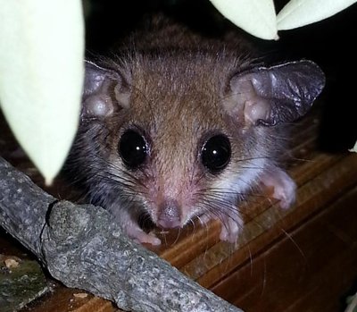 Cleland Wildlife Park