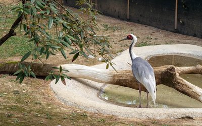 Parco Zoo Punta Verde