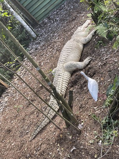 Gatorland