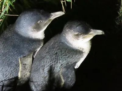 The Royal Albatross Centre