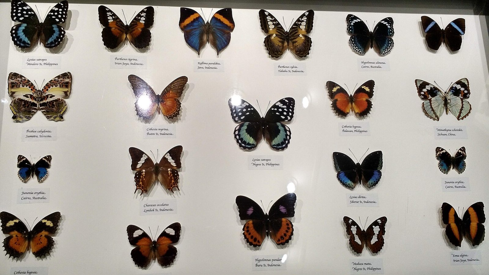 Australian Butterfly Sanctuary