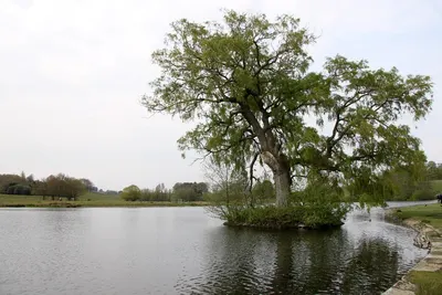 Petworth House and Park