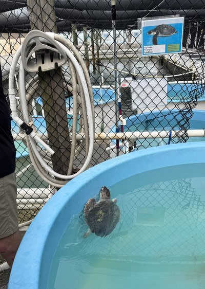 The Turtle Hospital