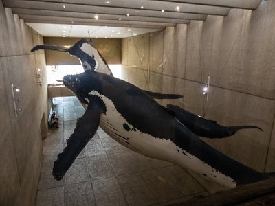 Queensland Museum Kurilpa