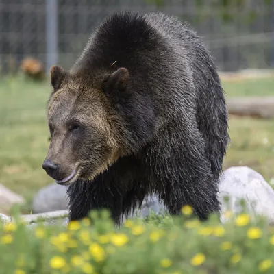 Grizzly and Wolf Discovery Center