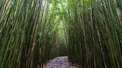 Haleakalā National Park